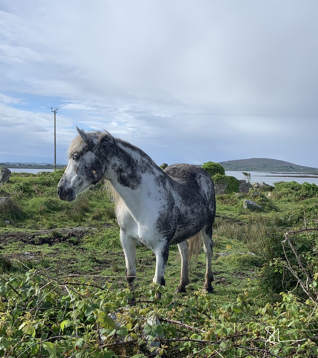 paulshanedoran1's tweet photo. Roscíde 💙 #Connemara #Conamara https://t.co/lQSpQNRMpg