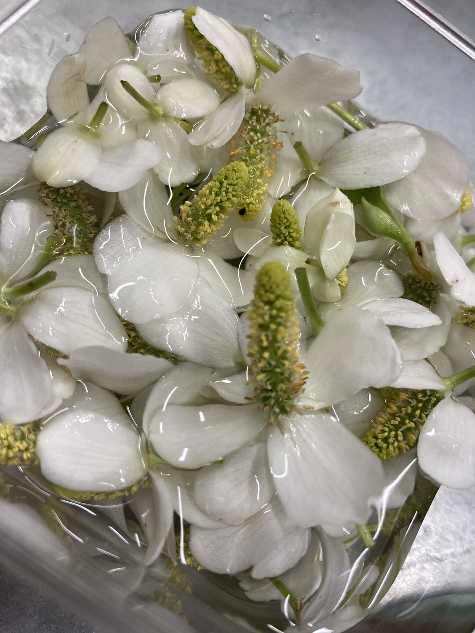 球磨川温泉 鶴之湯旅館 ドクダミの花の焼酎漬け 虫刺されや痒み止めに効果があります T Co G2qrfs37pu Twitter