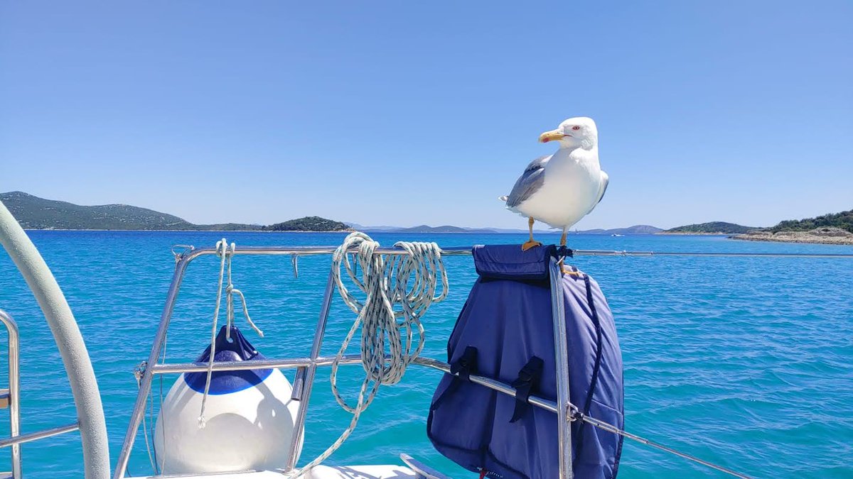 Anasailing's tweet photo. Monday is the Last minute day! Check it out, and pick the course made just for you! https://t.co/weS4thbqdP
#anasail #learntosail #advancedsailing #sailingincroatia #lastminute https://t.co/2JfLZXfLEa