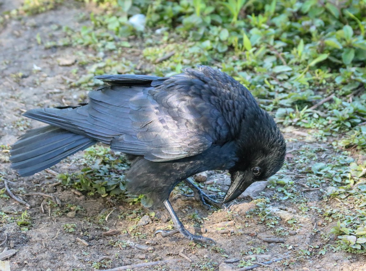 CrowMonthly's tweet image. Trying to find the right perspective for the day.