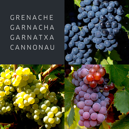 RTV Vilafranca tweet media