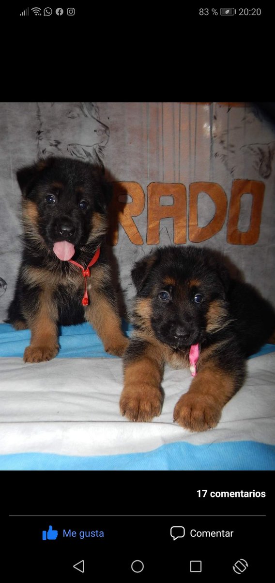 OVEJEROS ALEMANES
"DEL SUEÑO DORADO"

CONSULTAS ÚNICAMENTE POR WHATSAPP 3492-684169...