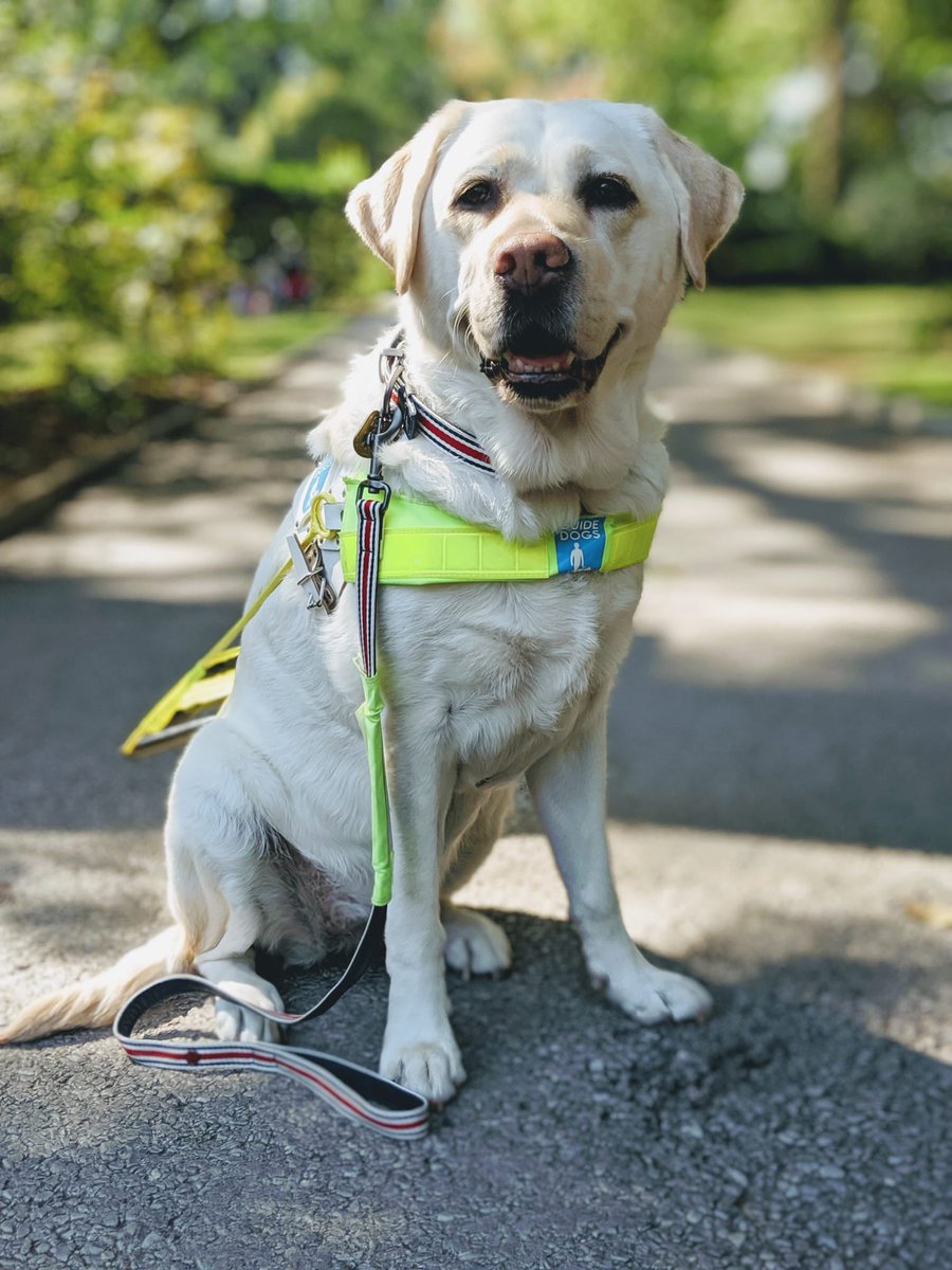 BlindDad_Uk's tweet photo. Refusing an assistance dog access to a taxi, restaurant, shop, or public venue is illegal &amp; unacceptable.
Tune in to @NickyAACampbell's @bbc5live show now til 11am to hear
@seandilleyNEWS, Dave Kent (@guidedogs) &amp; myself talk about the issues we face as guide dog owners. https://t.co/UBgeXlouqV