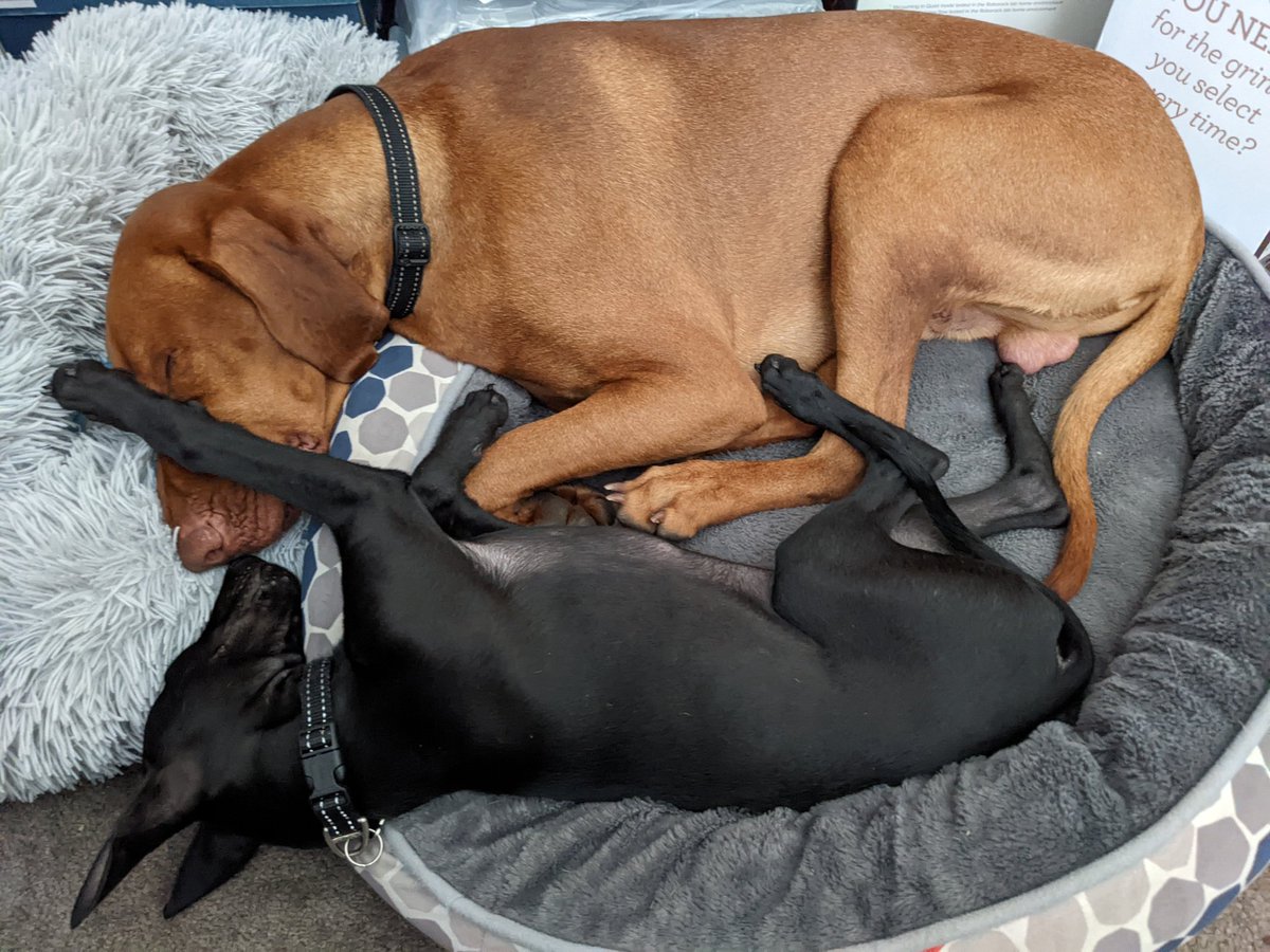 Pkozul's tweet photo. @AvaLeighDelaney Big hello from down under! (And from Teddy and Louie when they wake up) https://t.co/9UOOTFs48h