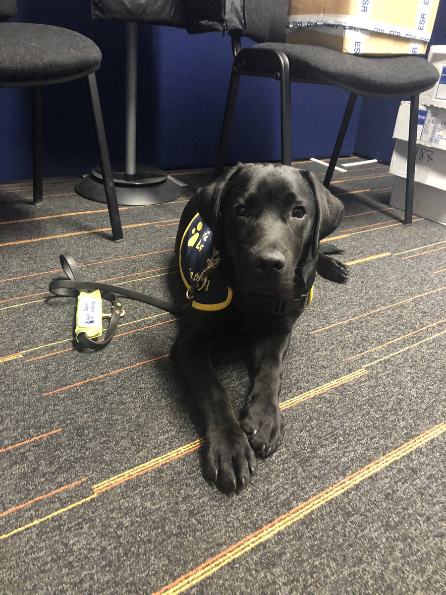 YazzyDr's tweet photo. Fergus meets staff https://t.co/TfrtmOy1Wv