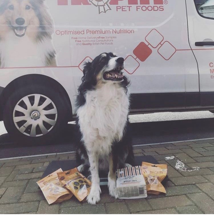 TrophyPet's tweet photo. Here's the very handsome Ben who looks super happy with his food delivery #TrophyPet #mytrophypet #TrophyDog #TrophyCat #TrophyPetFood #Petfood #dogfood #catfood #BritishMade #petnutrition #premiumpetfood #petfooddelivery #freedelivery #homedelivery #petphotography #happydog #dog https://t.co/LgtyiLygGU