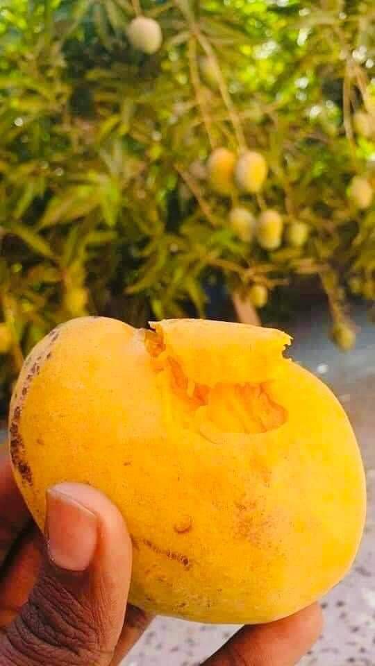 إنتاج الكفرة ليبيا #