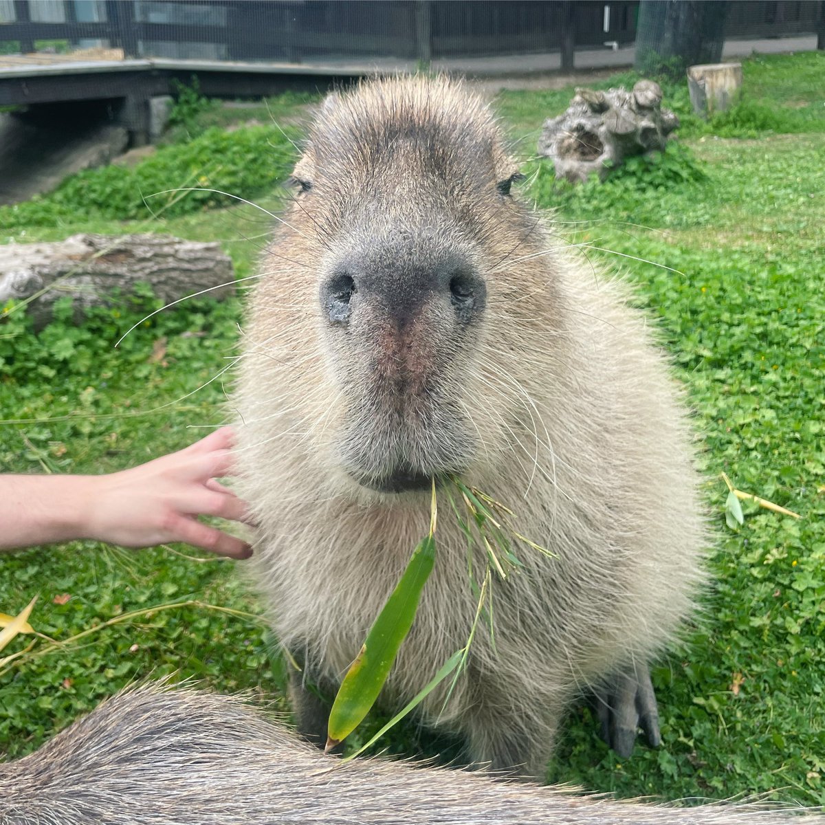 eddyTM's tweet photo. Don’t wanna brag but my weekend was probably better than yours. 😂 #capybara #capybaraexperience https://t.co/Ac9og1UYyu