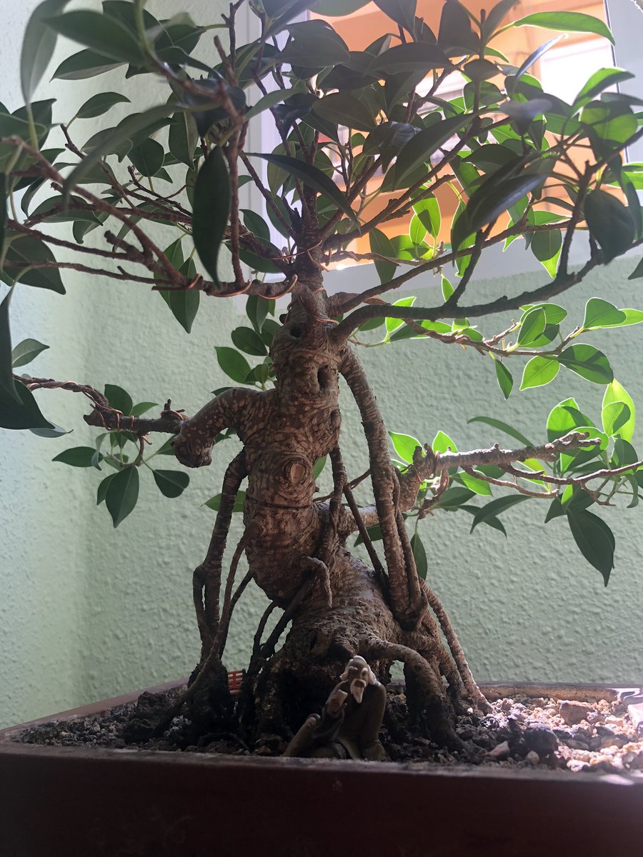 SoyElPorrassss's tweet photo. Gm.
Patience must be trained. Few…
#Bonsai #japon #japaneseart #meditation #keepcalm #penjing #saikei https://t.co/aWw4rVZGo7