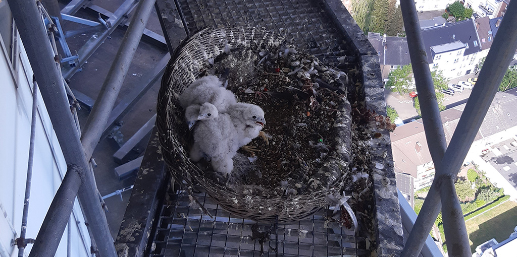 dfmg_de's tweet photo. Auf unserem Turm in #Arberg hat ein #Wanderfalke Nachwuchs bekommen. Mit über 300 km/h im Steilflug sind sie die schnellsten Tiere der Welt und auch die am weitesten verbreitete Vogelart. Wir leisten gerne unseren Beitrag, um diese besonderen Tiere zu schützen. #DFMGreen 💚💙 https://t.co/A7fDtF7sHz
