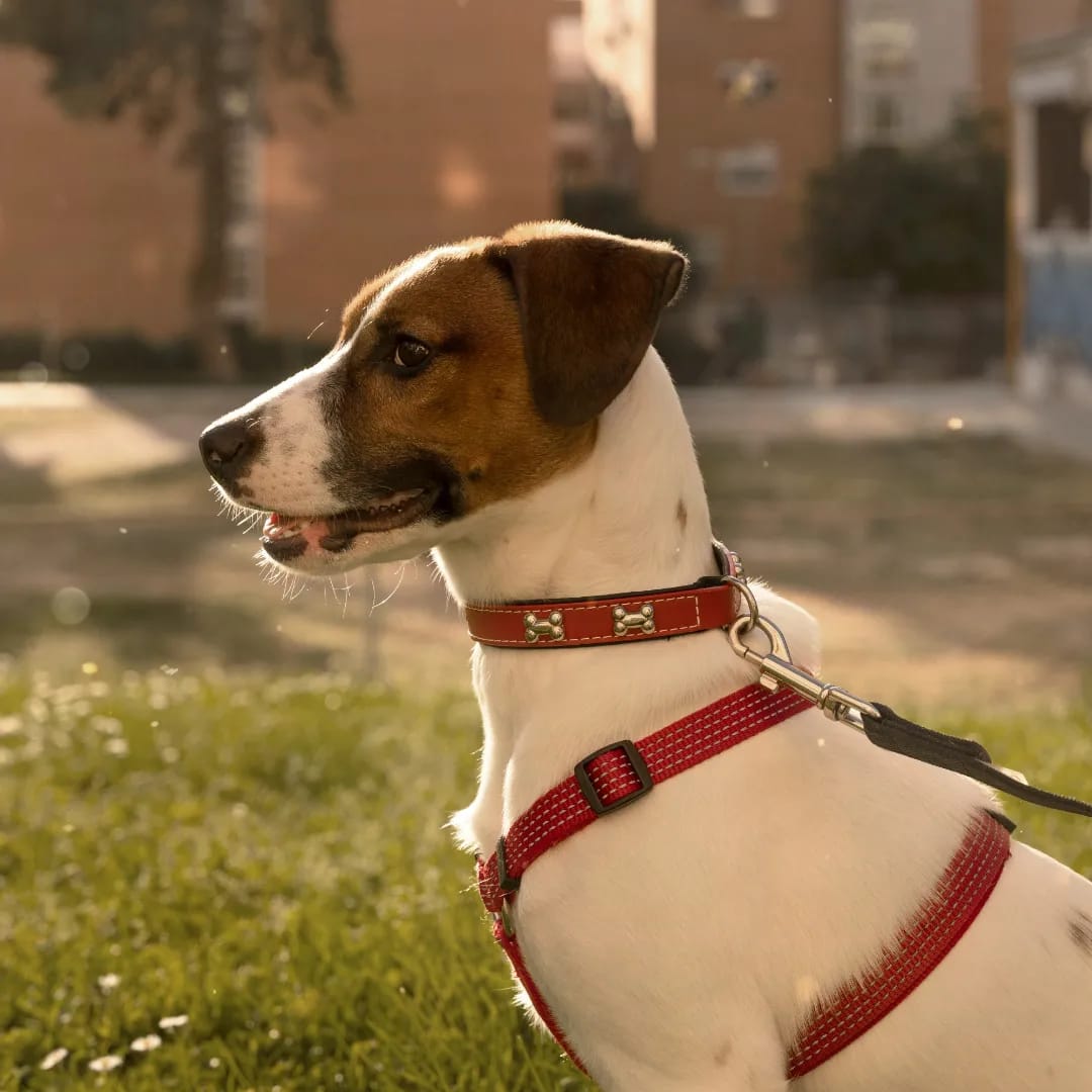 AXLAMADRID's tweet photo. SAMI tiene seis meses cruce de Jack Russell.

Su "familia" lo ha cedido porque ha crecido más de lo que ellos esperaban y como si fuera una silla, han decidido que ya no encajaba en su hogar.

Es simpático, alegre y activo. Busca 🏡 para siempre.

✉️adopciones@axlamadrid.org https://t.co/uUBG3o6Bod