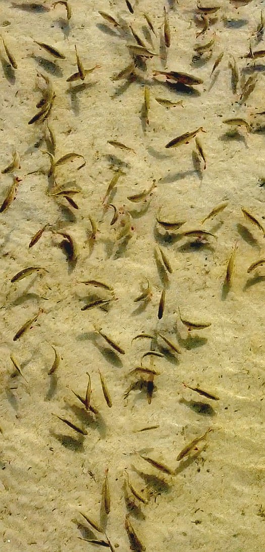 Sie wollen Fische live im größten Naturaquarium Europas vom Boot  erleben? #seenplatte #mueritz #klareswasser #mvtutgut #mecklenburg #fisch #angelurlaub #hausboot