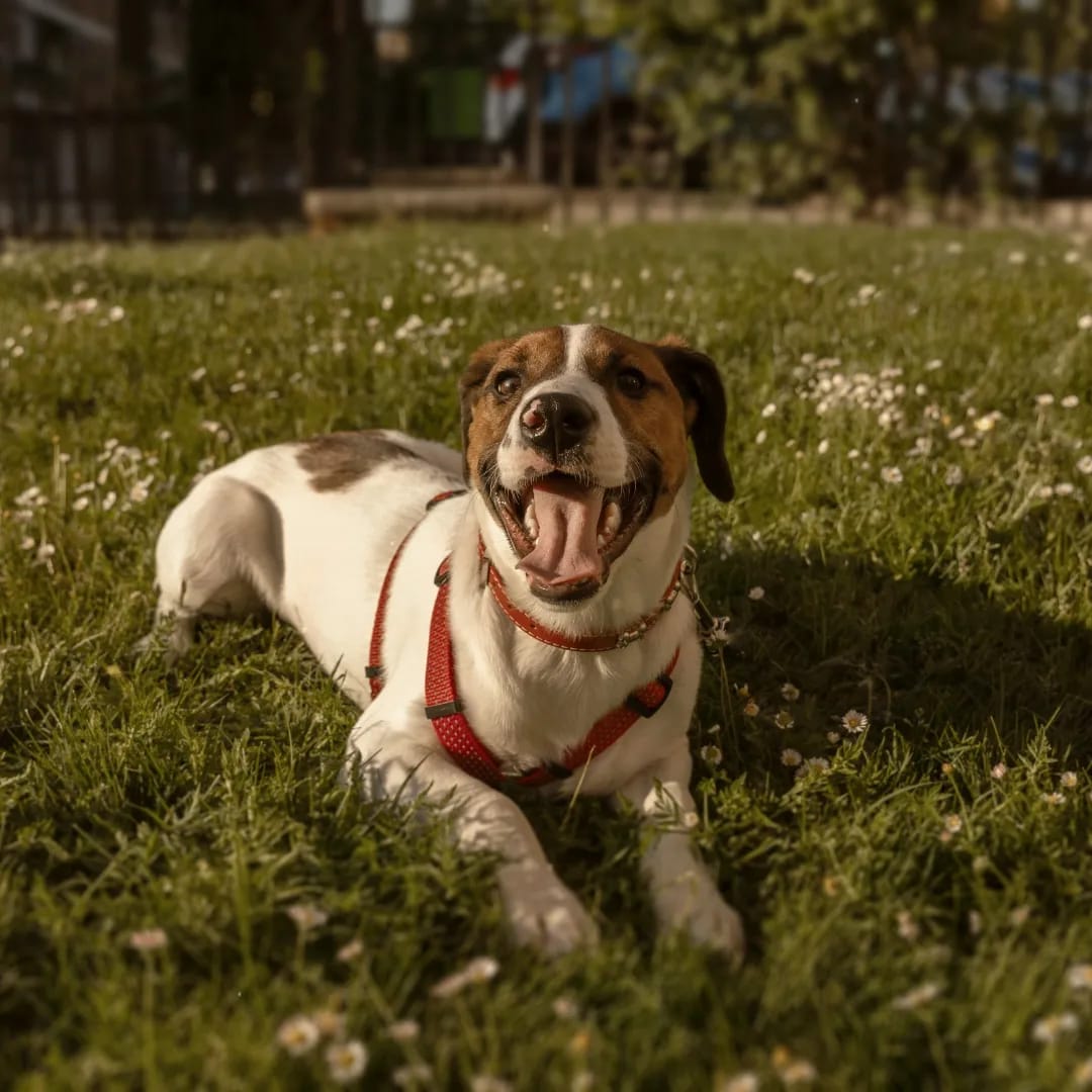 AXLAMADRID's tweet photo. SAMI tiene seis meses cruce de Jack Russell.

Su "familia" lo ha cedido porque ha crecido más de lo que ellos esperaban y como si fuera una silla, han decidido que ya no encajaba en su hogar.

Es simpático, alegre y activo. Busca 🏡 para siempre.

✉️adopciones@axlamadrid.org https://t.co/uUBG3o6Bod