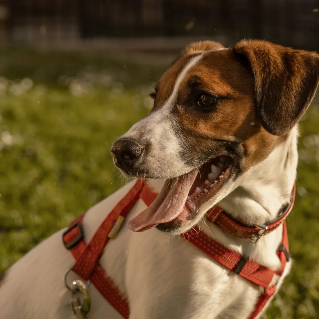 AXLAMADRID's tweet photo. SAMI tiene seis meses cruce de Jack Russell.

Su "familia" lo ha cedido porque ha crecido más de lo que ellos esperaban y como si fuera una silla, han decidido que ya no encajaba en su hogar.

Es simpático, alegre y activo. Busca 🏡 para siempre.

✉️adopciones@axlamadrid.org https://t.co/uUBG3o6Bod