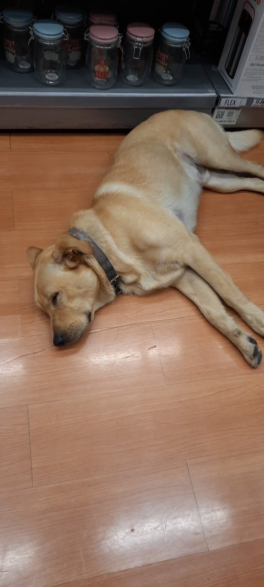 pilo_iqq's tweet photo. Perrito perdido, esta en sodimac #iquique https://t.co/SFtcy0p26N