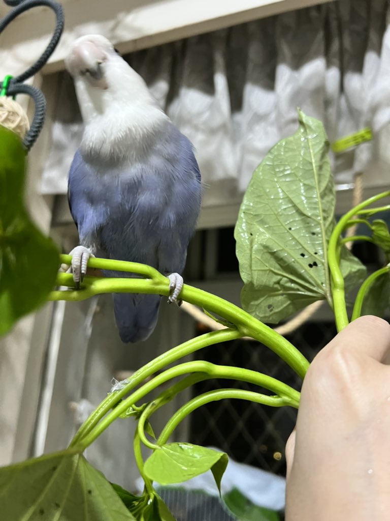 地瓜樹上小鳥