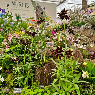 Frit_Icones's tweet photo. Fritillaria camschatcensis in flower @The_RHS Chelsea Flower Show 2022 with a little help from @KevockGarden https://t.co/ggaqtHC1CF