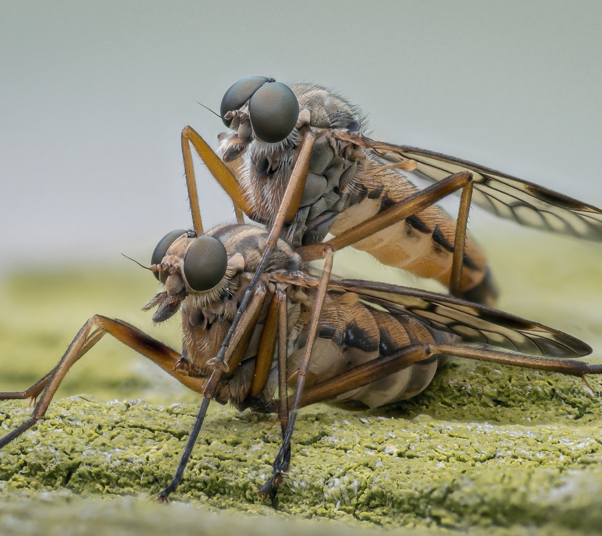davidha60766557's tweet image. Visit instagram.com/weemadbeasties for the full sized stack version.

SnipeFly Mating. #cupoty #macro #omsolutions #scotland #glasgow #photography #insect #macros @BBCCountryfile @BBCSpringwatch @BBCEarth