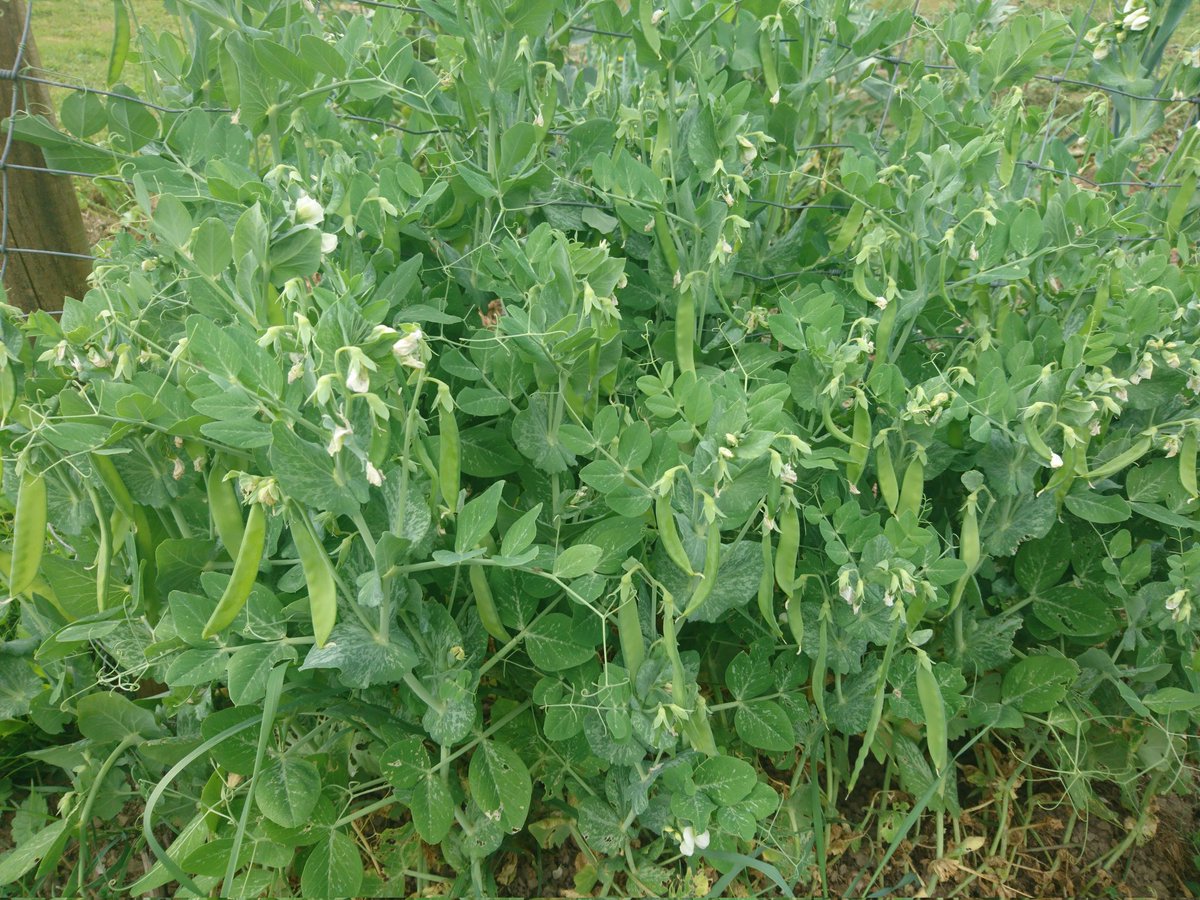 Erntestart #zuckerschote 😍 Die sind immer soooo lecker