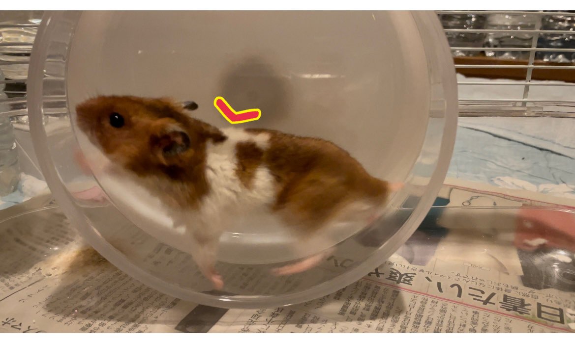 ハムスター情報局 No Twitter 回し車 ハムちゃんの体の大きさに合わせて 回し車のサイズを選びましょう ケージを買って ついている回し車は ゴールデンには小さいことが多いです 写真の赤い角度のところが 平らに近い方が ハムちゃんにとっては楽です 曲がっ