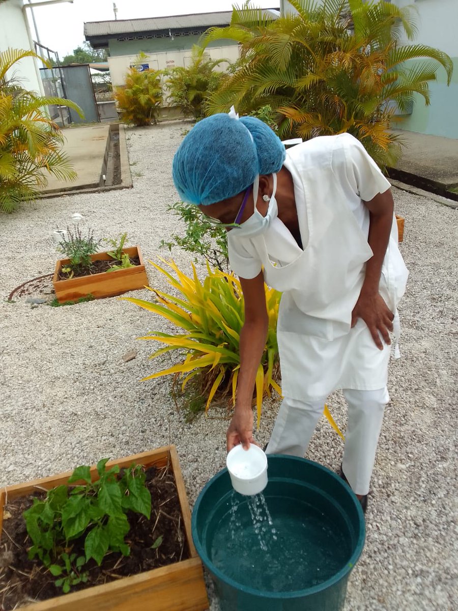 Earth_Medic's tweet photo. Sangre Grande Hospital Staff, Trinidad and Tobago, has increased staff engagement as they plant grow boxes with veggies and herbs 🌿.  Well done! #EarthMedic #ClimateChange https://t.co/etXqYmcaYW