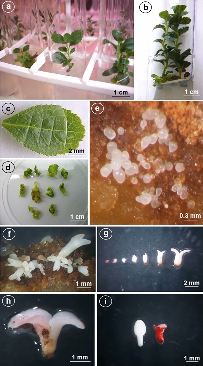Plant Cell Tissue And Organ Culture Pdf In Hindi