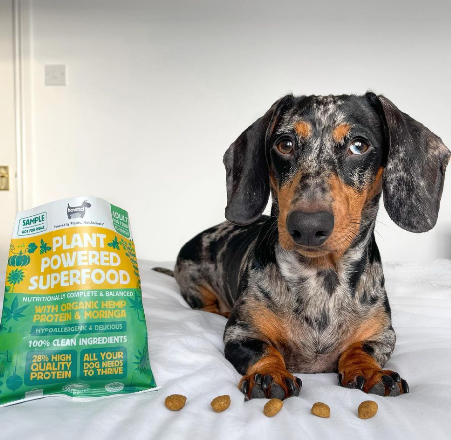 DogsLoveHownd's tweet photo. Phone eats first📸! @hadleythedachshund proudly showing off her love of our Plant-Powered Superfood starter!!
•
•
#unleashyourhownd #vegandog #vegandogfood #veganpetfood #veganpets #plantbasedpets #plantpower #crueltyfree #HOWND #meatlessmonday #HappyHownders #dogsofinstag https://t.co/HsMg3mCxLM