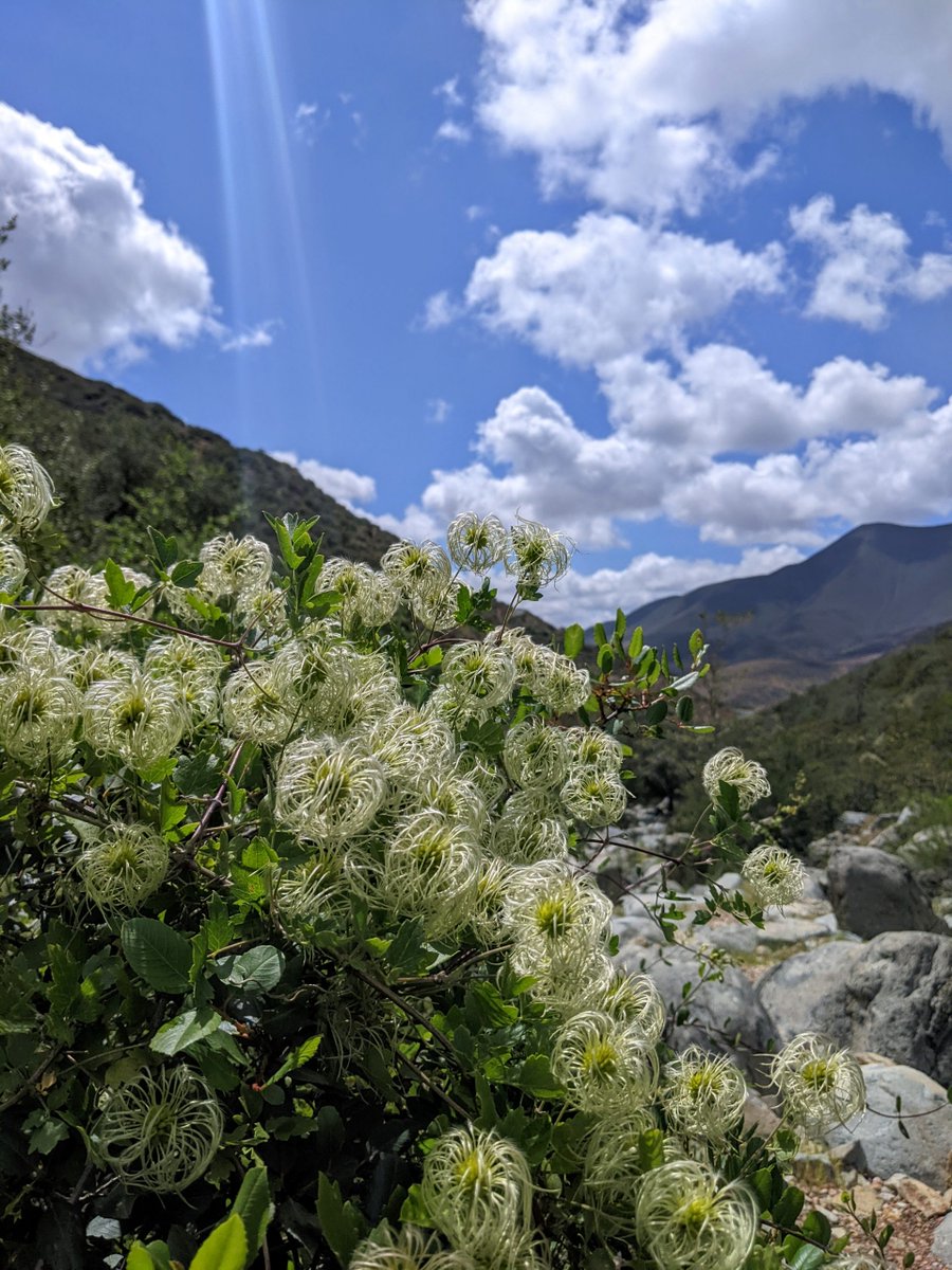 Center for Plant Conservation (@cpcplants) on Twitter photo Taking 3rd place in the 2022 National Meeting photo contest is this lovely snapshot of Clematis lasiantha climbing through a steep canyon in the Otay Mountain Wilderness taken by Rachel Sadowski of <a href="/SDBGarden/">San Diego Botanic Garden</a>. Thank you to everyone who participated in this year's contest! Taking 3rd place in the 2022 National Meeting photo contest is this lovely snapshot of Clematis lasiantha climbing through a steep canyon in the Otay Mountain Wilderness taken by Rachel Sadowski of <a href="/SDBGarden/">San Diego Botanic Garden</a>. Thank you to everyone who participated in this year's contest!