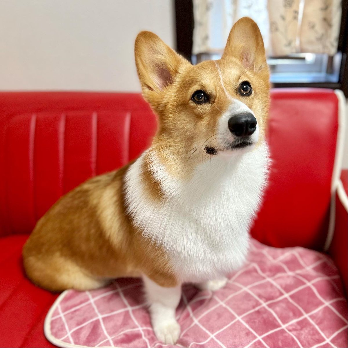 𝗛𝗜𝗕𝗜𝗞𝗜.🤎 (@corgi_hibiki112) / Posts / X