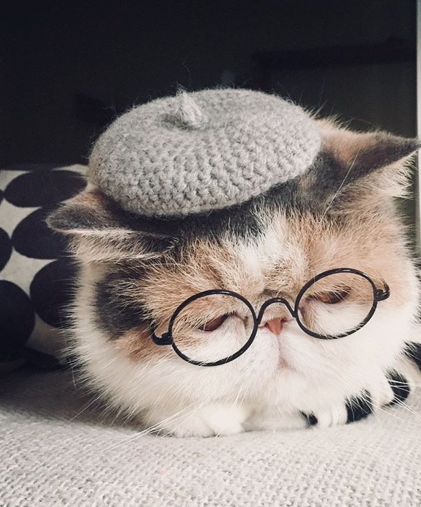 stayc as cats (@catstayc) on Twitter photo 