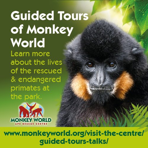 Visiting the park in half-term? Get the most our of your visit by booking a personal guided tour! Our tour guides can pick out all your favourite primates, and tell you their rescue stories. We have a limited number available so book now by calling 01929 462537