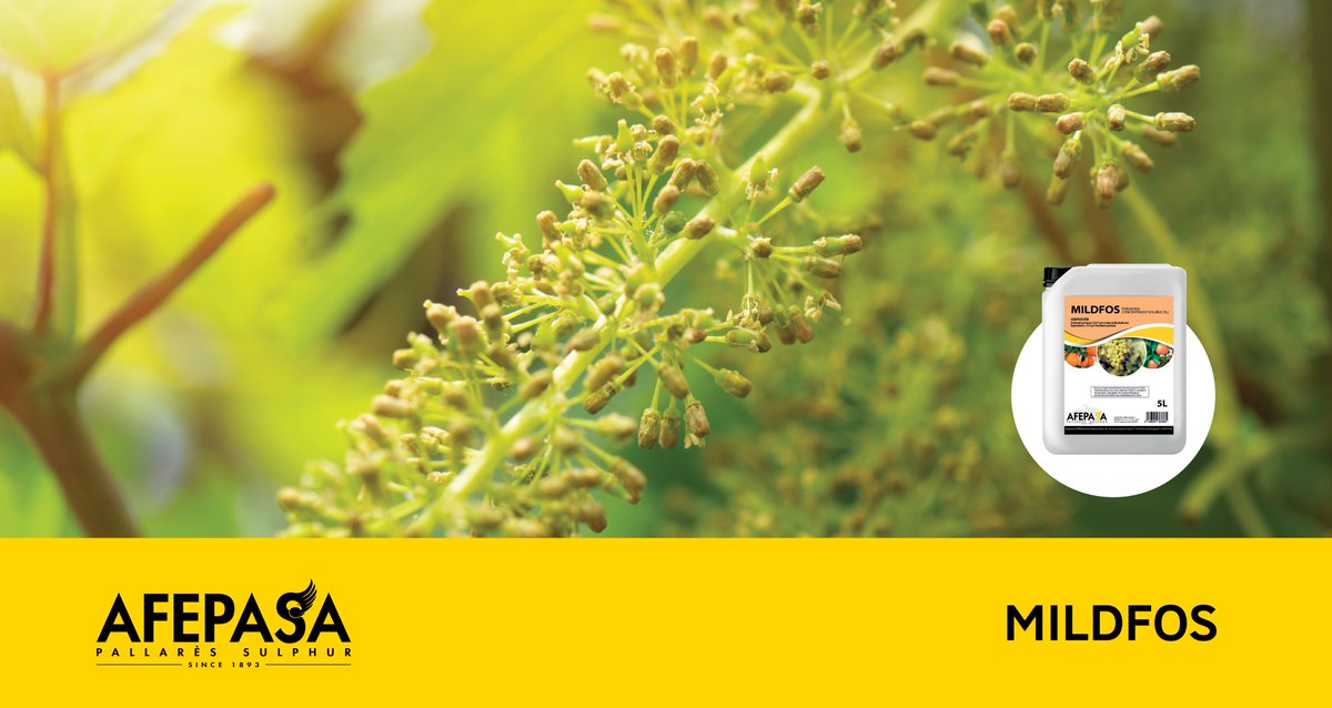 afepasa's tweet photo. ¡Fortalece tus viñedos con MILDFOS!
🍇 Nuestro #fitosanitario es perfecto para preparar y prevenir tus #viñedos ante cualquier posible ataque de #mildiu. ¡Descubre todas sus ventajas!
ℹ️ https://t.co/6dMFb62mZS
#afepasa #mildfos #viñedo #viña #vino #uva #azufre #agricultura https://t.co/ILPVWjpT9T
