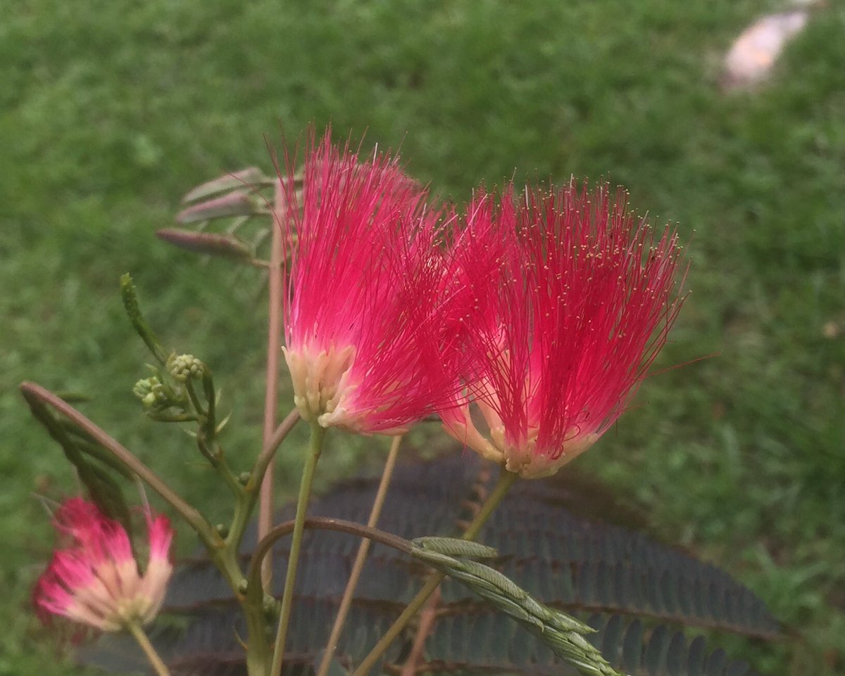 Mimosa is on many #invasiveplant lists so I would not suggest planting one, but it fills the air with perfume where it is blooming. Usually light pink,this is one of the darkest reds I have ever seen. Often, Fusarium wilt takes them out in the south before they get too big.