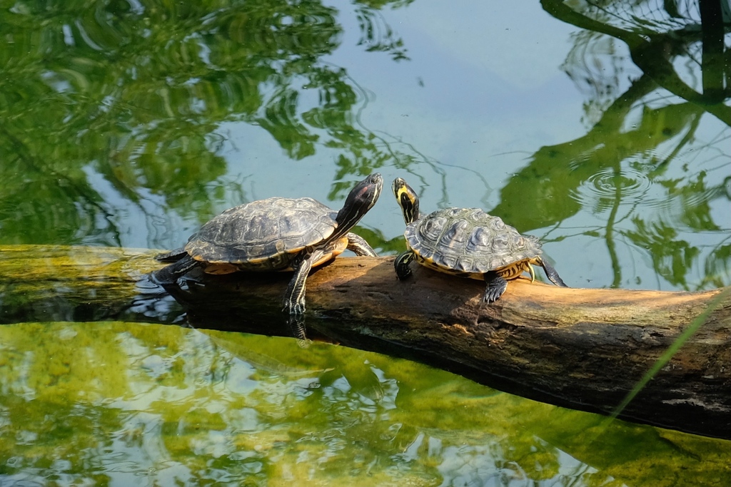 Cheekwood on Twitter "It’s WorldTurtleDay!🐢 Did you know that Cheekwood is home to live