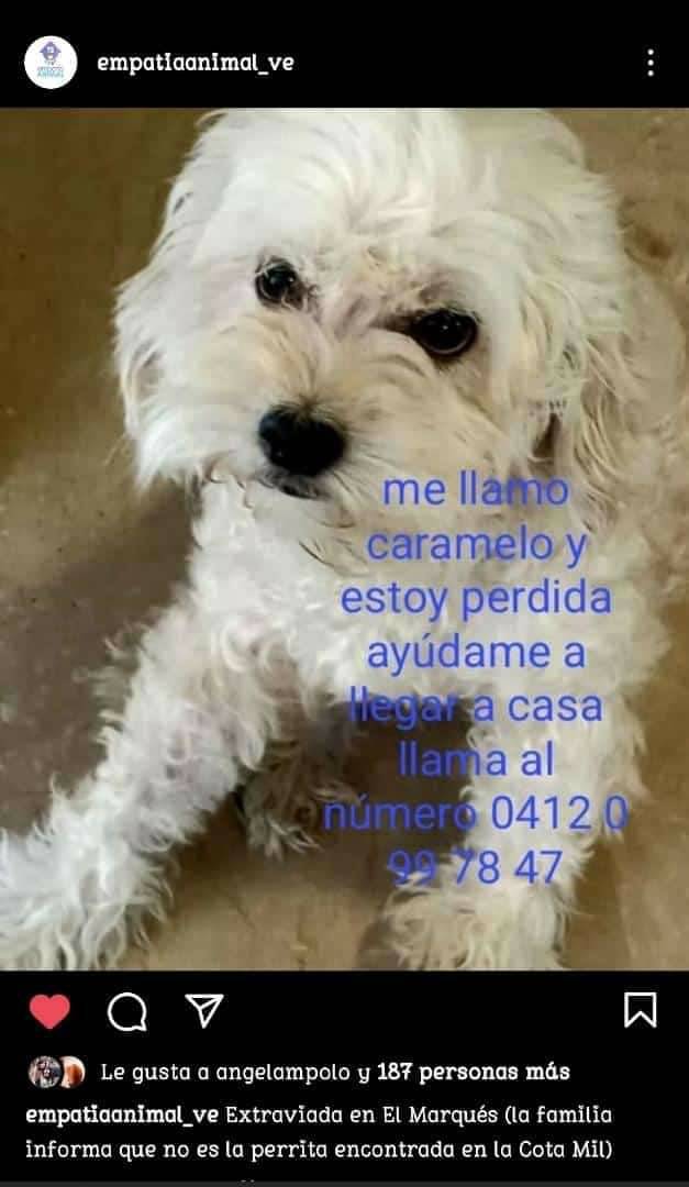 PerroUsuario's tweet photo. #CasoDeTerceros  #SeBusca a Caramelo, 
El Marqués CARACAS
Contacto 0412-0997847 https://t.co/aIKgae3AmJ
