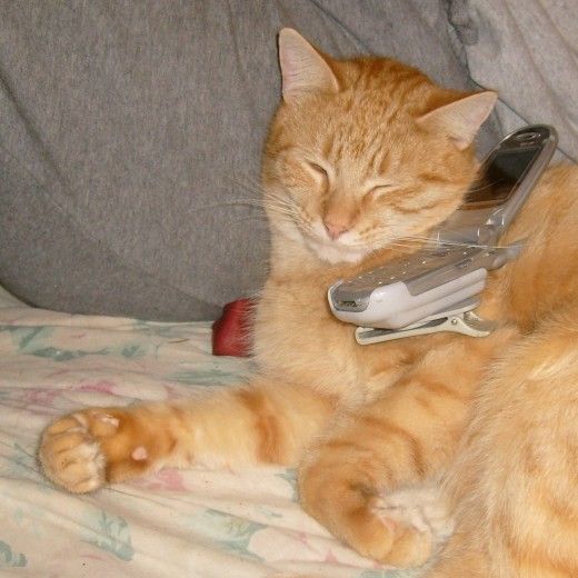 stayc as cats (@catstayc) on Twitter photo 