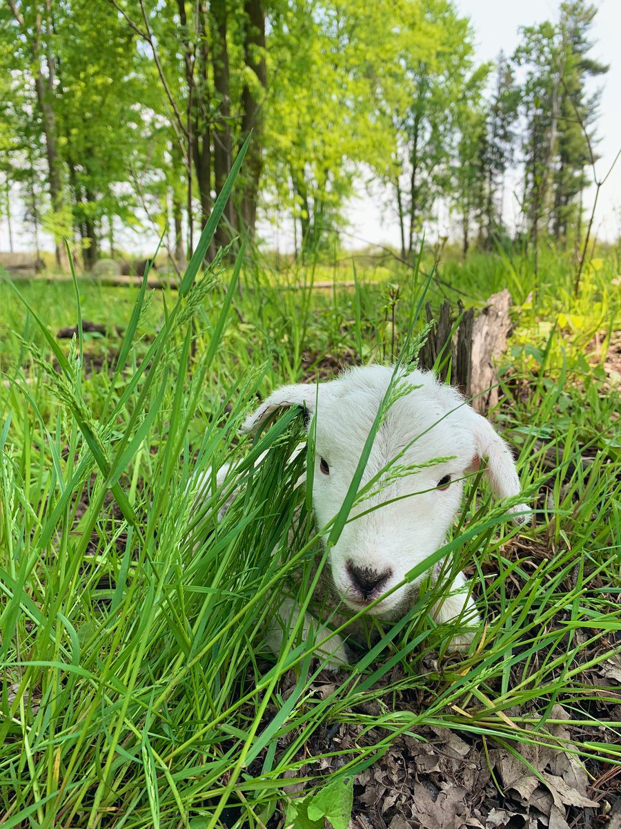 Those floppy ears get me every time 
☀️🌳🐑🌱🌳🌳
#ontag #norfolkcounty #ontariosheep #silvopasture