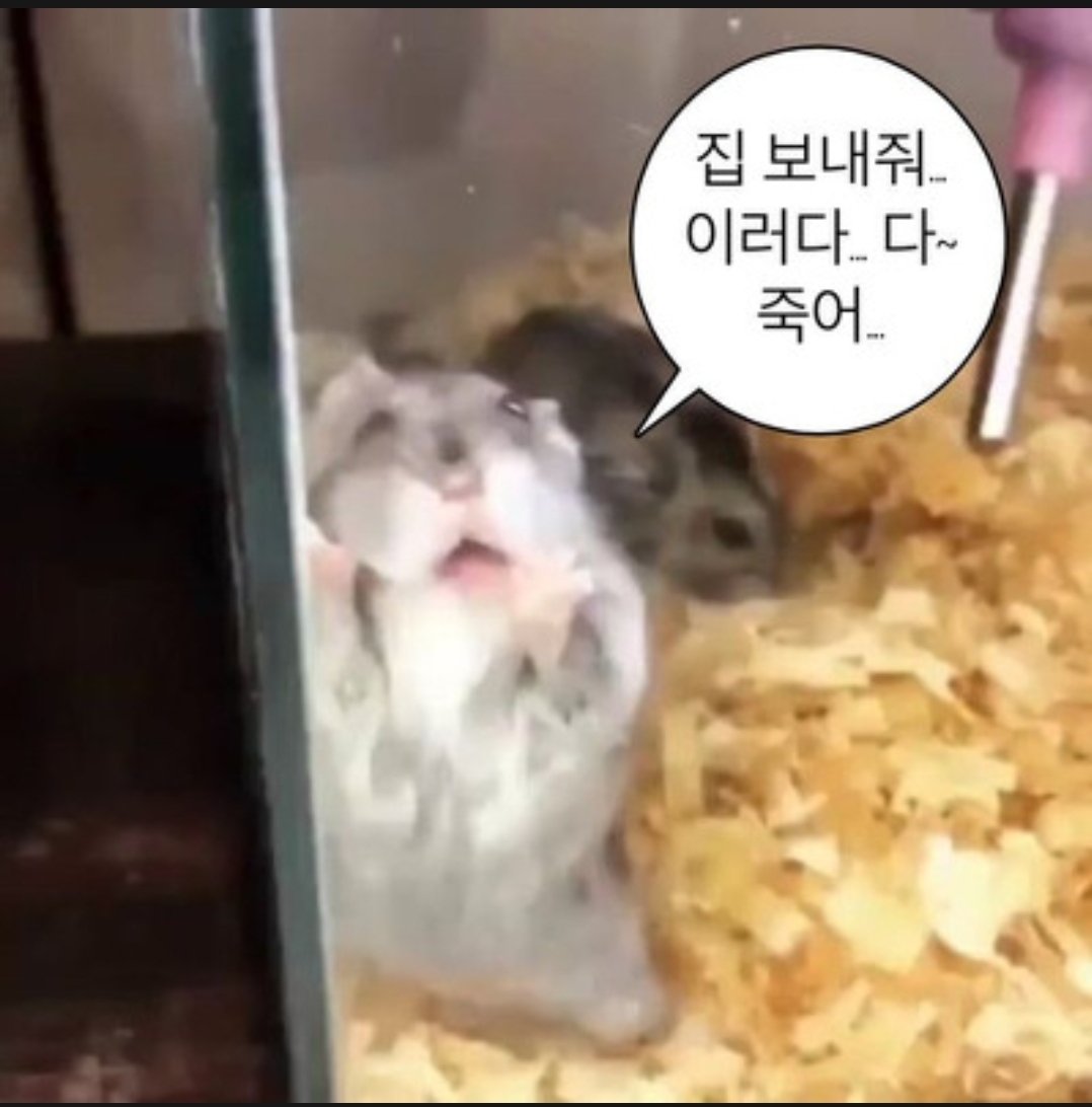 이런 짤 소비하면 안됨.
햄스터가 벽핡는거 케이지가 좁아서 
스트레스 받는 모습임...
햄키우는 입장에서 끔찍해...