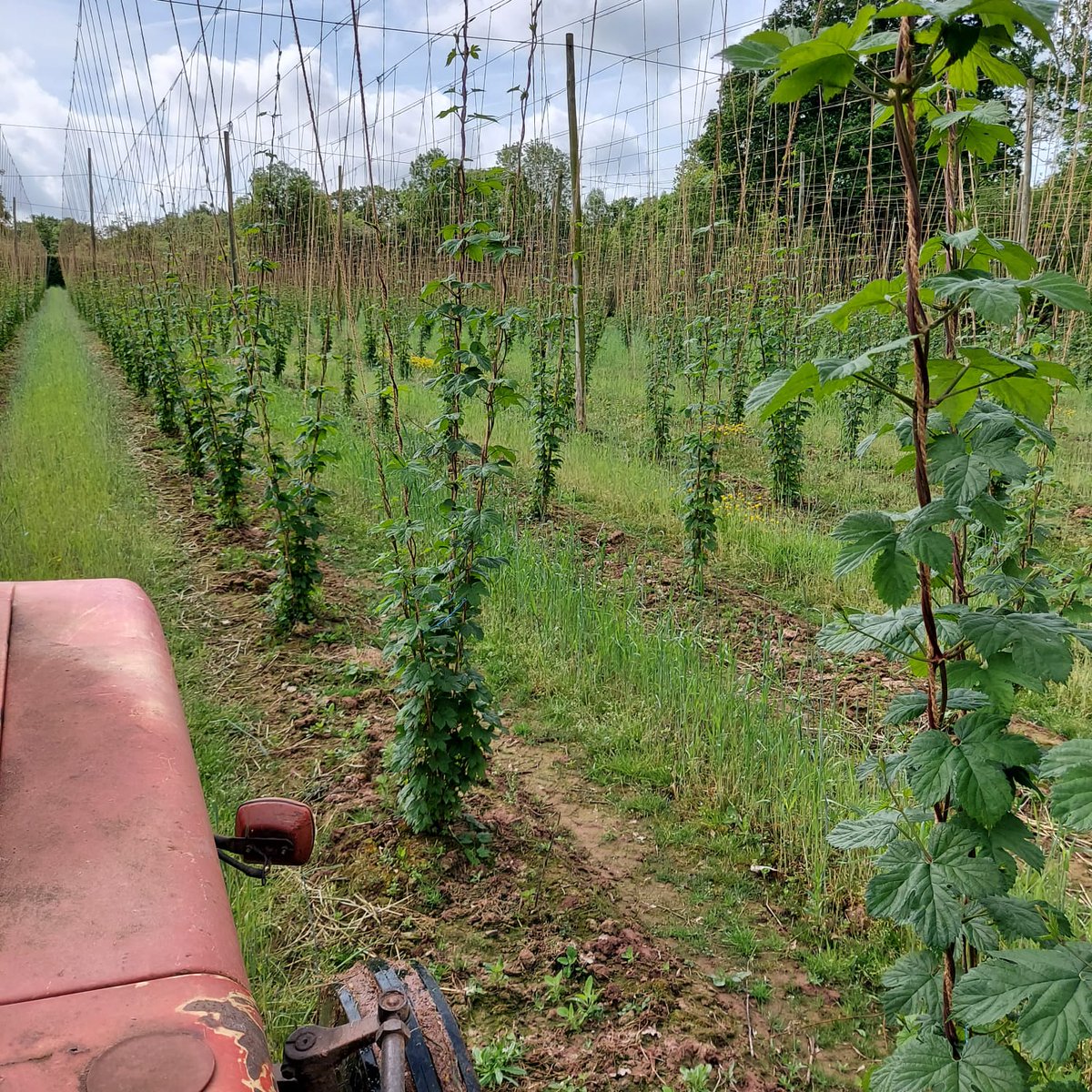 Mature Jester® growing with Jimmy Barrett. In between the rows he has planted cover crop of Winter Rye. This suppresses the weeds and acts as a green manure, providing fertility and acting as a great soil conditioner. 1/3