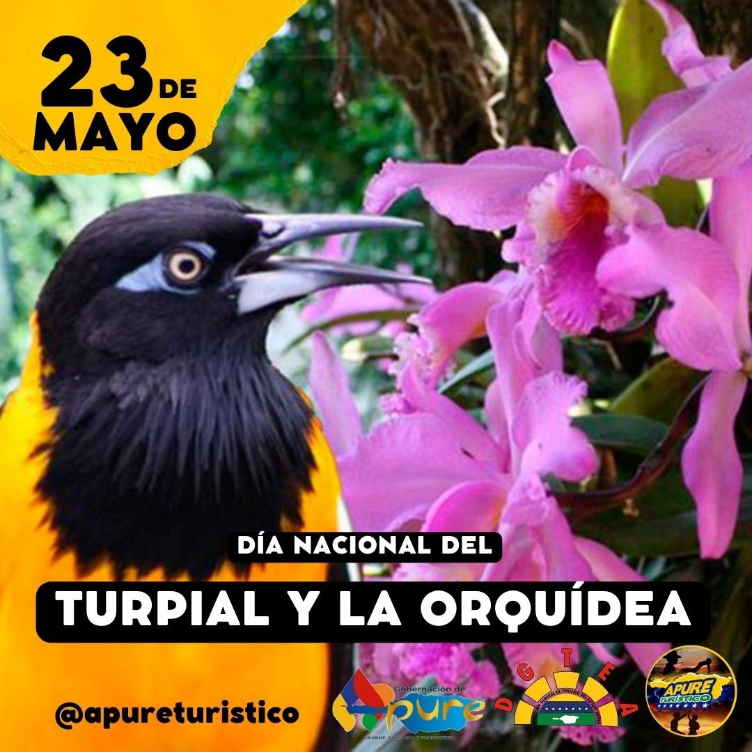 apureturistico's tweet photo. Dato Curioso ✍️ El 23 de Mayo, se Declara la Orquídea como Flor Nacional en el año 1951 y el mismo día pero del año 1958, se declara el Turpial como Ave Nacional de nuestra Amada Venezuela🇻🇪❤️ https://t.co/H98U3oAf5m