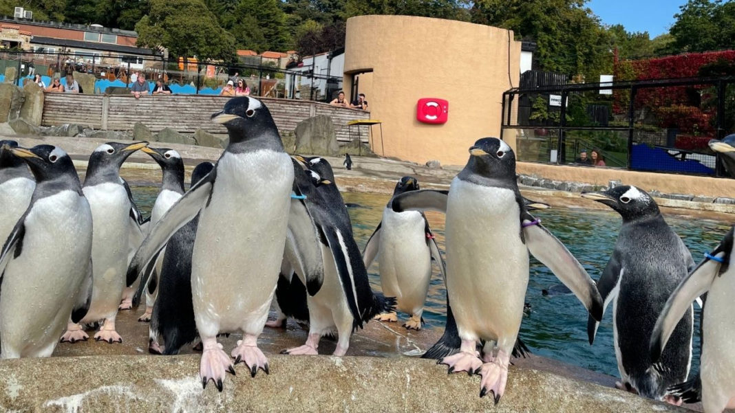 Video Agency Launches Virtual Experience With #Edinburgh Zoo And Vimeo collaboration <a href="/coladauk/">Colada Creative</a> #Digital #Education #Telford is.gd/ujsr9W