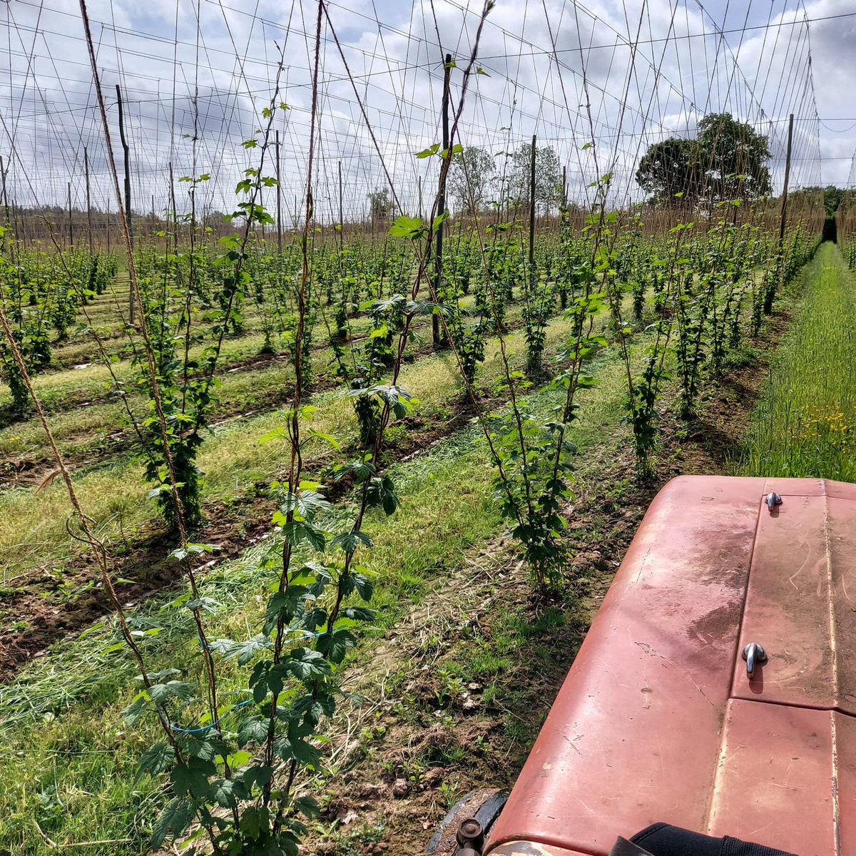 Once mown (pictured is on it's third mow) the Winter Rye cuttings provide a slow release fertiliser (green manure). As it breaks down in the soil, aided by earth worms, it's nutrients are released ready for the hops to take on board. 2/3