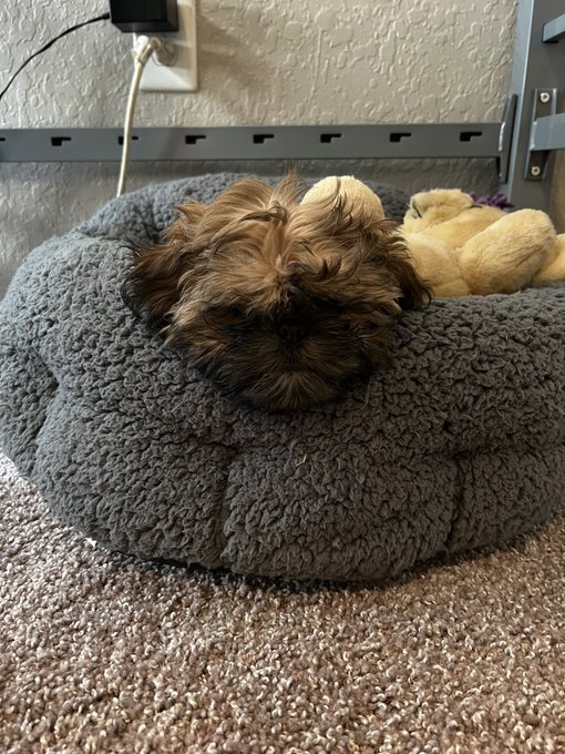 Can anyone guess why Lennard is in timeout? #shihtzu #shihtzupuppies #shihtzutime #shihtzulove #shihtzulovers<a href="/tag/shihtzu"class="tags">#shihtzu</a><a href="/tag/puppies"class="tags"><span>#puppies</span></a><a href="/tag/shihtzulove"class="tags"><span>#shihtzulove</span></a><a href="/tag/shihtzulovers"class="tags"><span>#shihtzulovers</span></a><a href="/tag/shihtzusoftwitter"class="tags"><span>#shihtzusoftwitter</span></a>