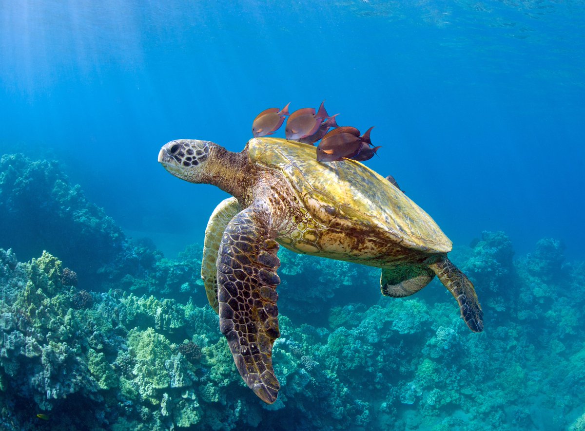 AnimalPlanet's tweet photo. It's #WorldTurtleDay 🐢

A day to not only celebrate turtles, but protect them. 

📷: M.M. Sweet

#SeaTurtle #Hawaii #WildlifePhotography #ProtectNature https://t.co/CFTm51iFlD