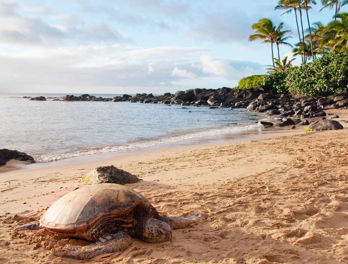 AnimalPlanet's tweet photo. It's #WorldTurtleDay 🐢

A day to not only celebrate turtles, but protect them. 

📷: M.M. Sweet

#SeaTurtle #Hawaii #WildlifePhotography #ProtectNature https://t.co/CFTm51iFlD