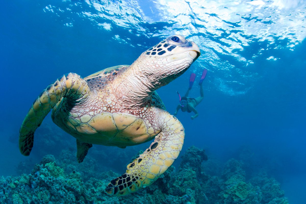 AnimalPlanet's tweet photo. It's #WorldTurtleDay 🐢

A day to not only celebrate turtles, but protect them. 

📷: M.M. Sweet

#SeaTurtle #Hawaii #WildlifePhotography #ProtectNature https://t.co/CFTm51iFlD