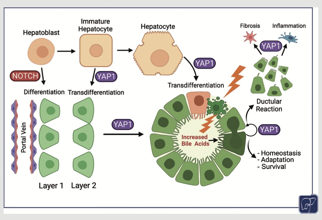 @DrPMonga
 and colleagues on “Role of YAP1 Signaling in Biliary Development, Repair, and Disease”
bit.ly/3wcGbMS
#LiverTwitter