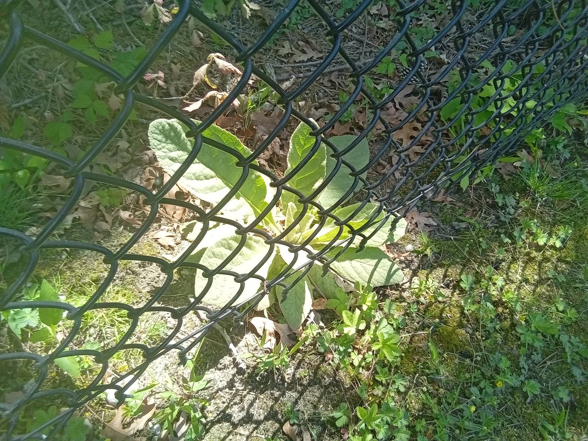 SephirothOrion's tweet image. #PhaseOps