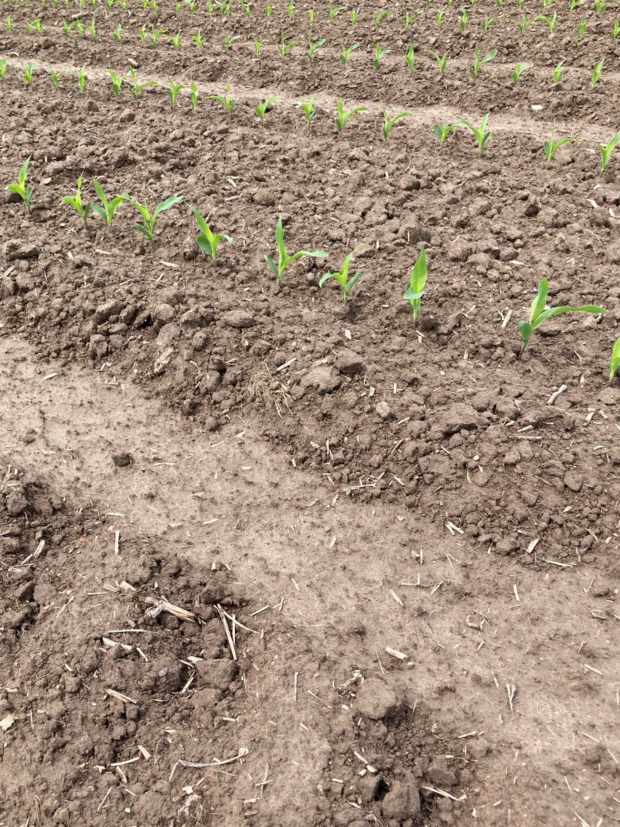 ChannelSeedILL's tweet image. #Shortcorn is off to the races in this Fayette county #smartcornsystems trial focusing on planting populations! #Bayer4IL @BayerTraits @Channel_Seed