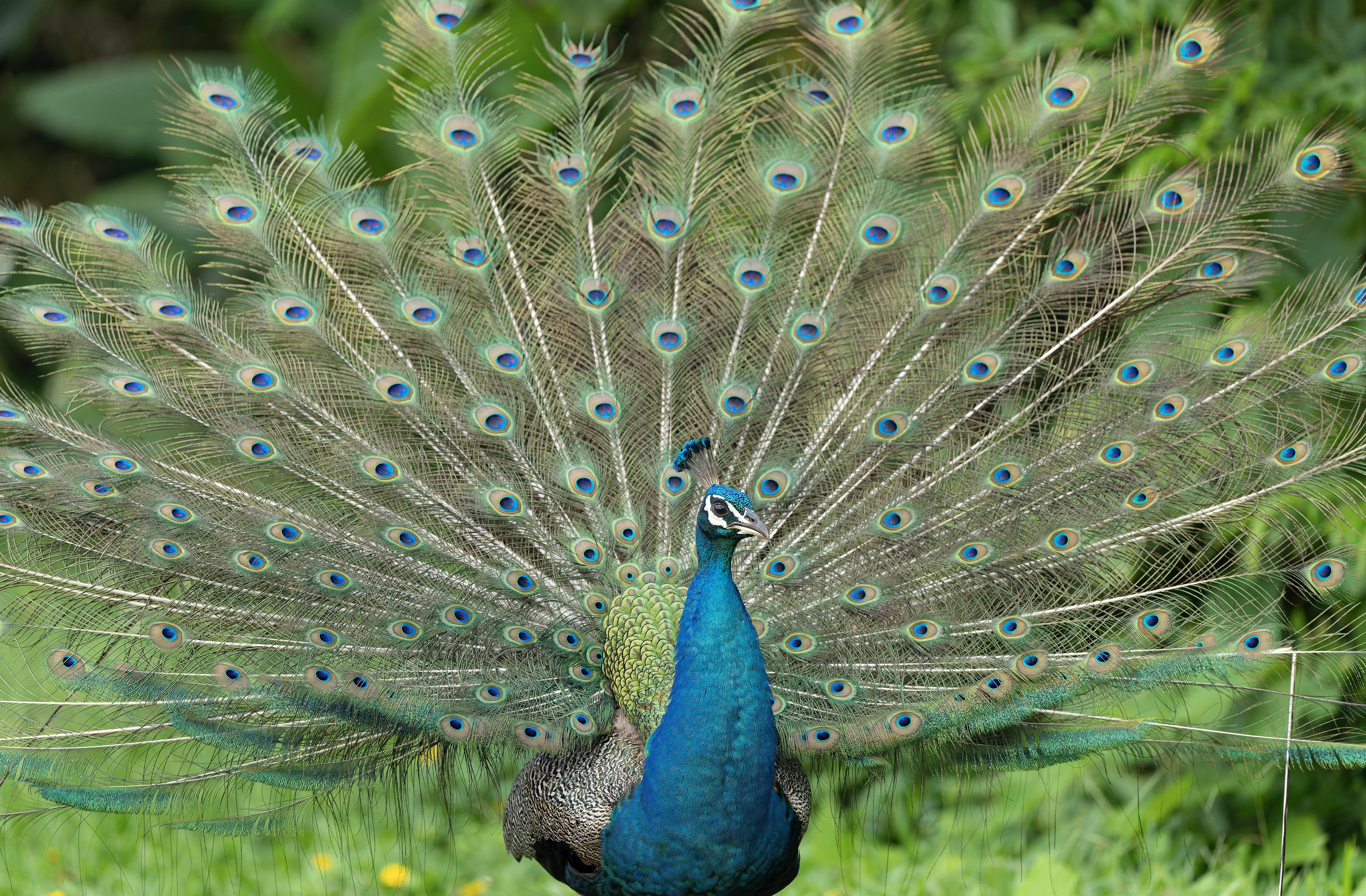 孔雀 Twitter Search Twitter